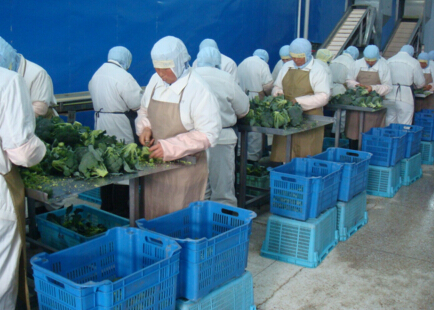 風淋室在冷凍蔬菜行業卓越食品的應用